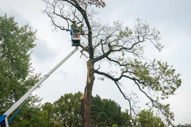 Best Tree Trimming and Pruning  in Lake Ozark, MO